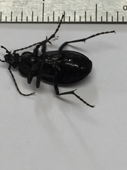 Carabus taedatus