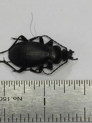 Carabus taedatus