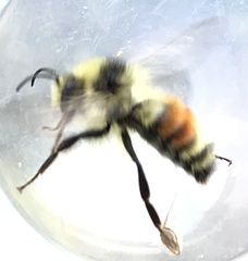Bombus sylvicola