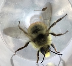 Bombus sylvicola