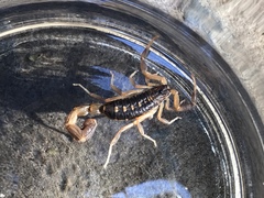 Uroplectes triangulifer