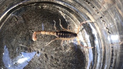 Uroplectes triangulifer
