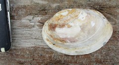 Ortmanniana ligamentina