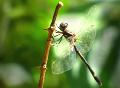 Macrothemis pseudimitans