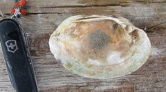 Ortmanniana ligamentina