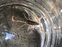 Uroplectes triangulifer