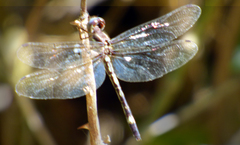 Macrothemis pseudimitans