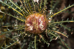 Banksia dallanneyi
