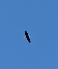 Haliaeetus leucocephalus leucocephalus