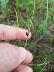 Phylloscelis atra
