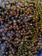 Imbribryum alpinum
