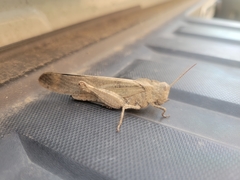 Dissosteira carolina