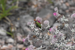 Eupompha fissiceps