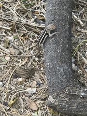Sceloporus variabilis marmoratus
