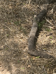 Sceloporus variabilis marmoratus
