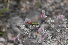 Eupompha fissiceps