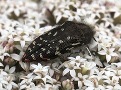 Acmaeodera mudgei