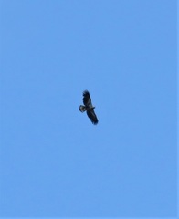 Haliaeetus leucocephalus leucocephalus