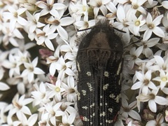Acmaeodera mudgei