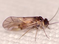 Peripsocus madidus