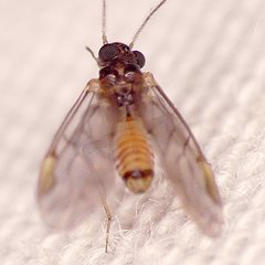 Peripsocus madidus