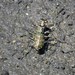 photo of S-banded Tiger Beetle (Cicindela trifasciata)