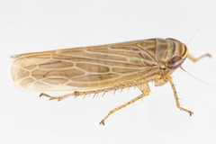 Paramesus major