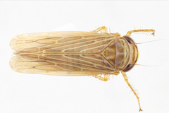 Paramesus major