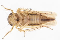 Paramesus major