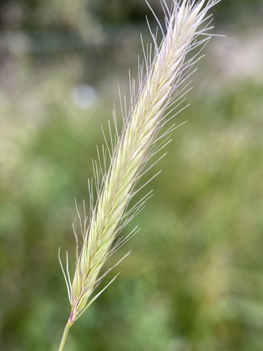 Hordeum brachyantherum Nevski