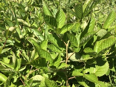 Rubus subsolanus