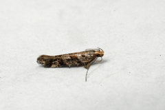 Aristotelia rubidella