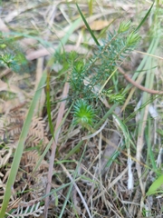 Acrotriche serrulata