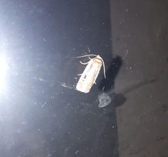 Ochropleura implecta