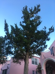 Juniperus bermudiana