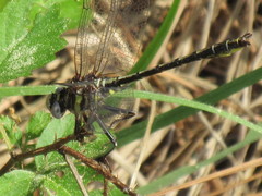 Phanogomphus oklahomensis