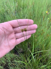 Juncus occidentalis