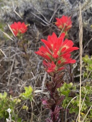 Castilleja latifolia