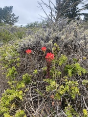 Castilleja latifolia