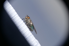 Sarconesia chlorogaster