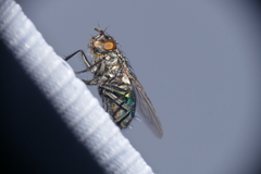 Sarconesia chlorogaster