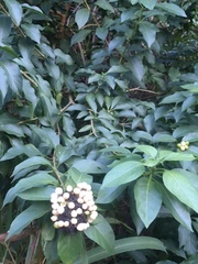 Ajugoideae