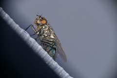 Sarconesia chlorogaster
