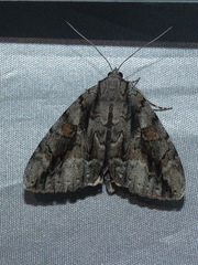 Catocala flebilis
