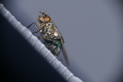 Sarconesia chlorogaster