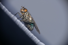 Sarconesia chlorogaster