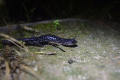 Plethodon teyahalee