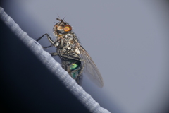 Sarconesia chlorogaster