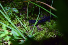 Plethodon teyahalee