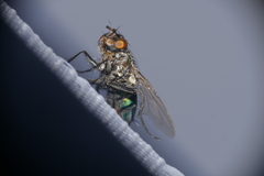 Sarconesia chlorogaster